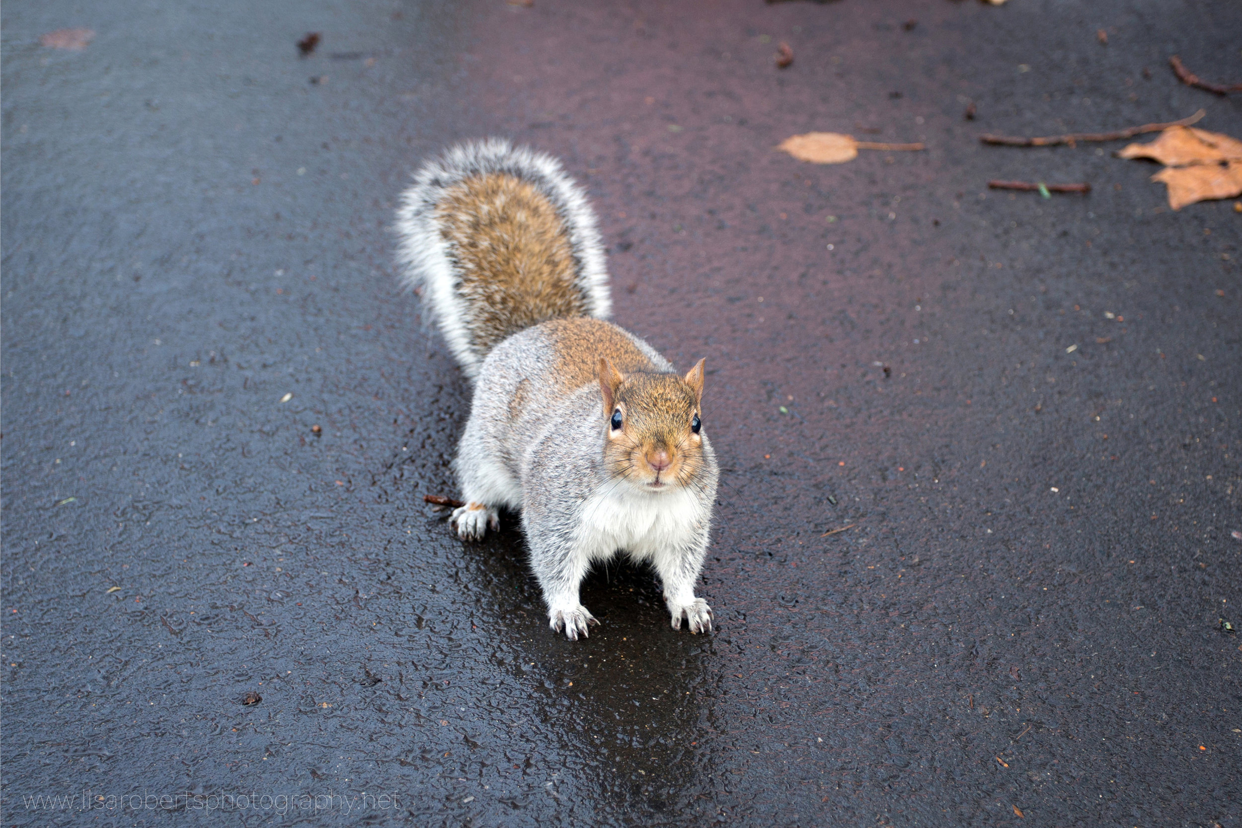  Grey Squirrel on wet path 