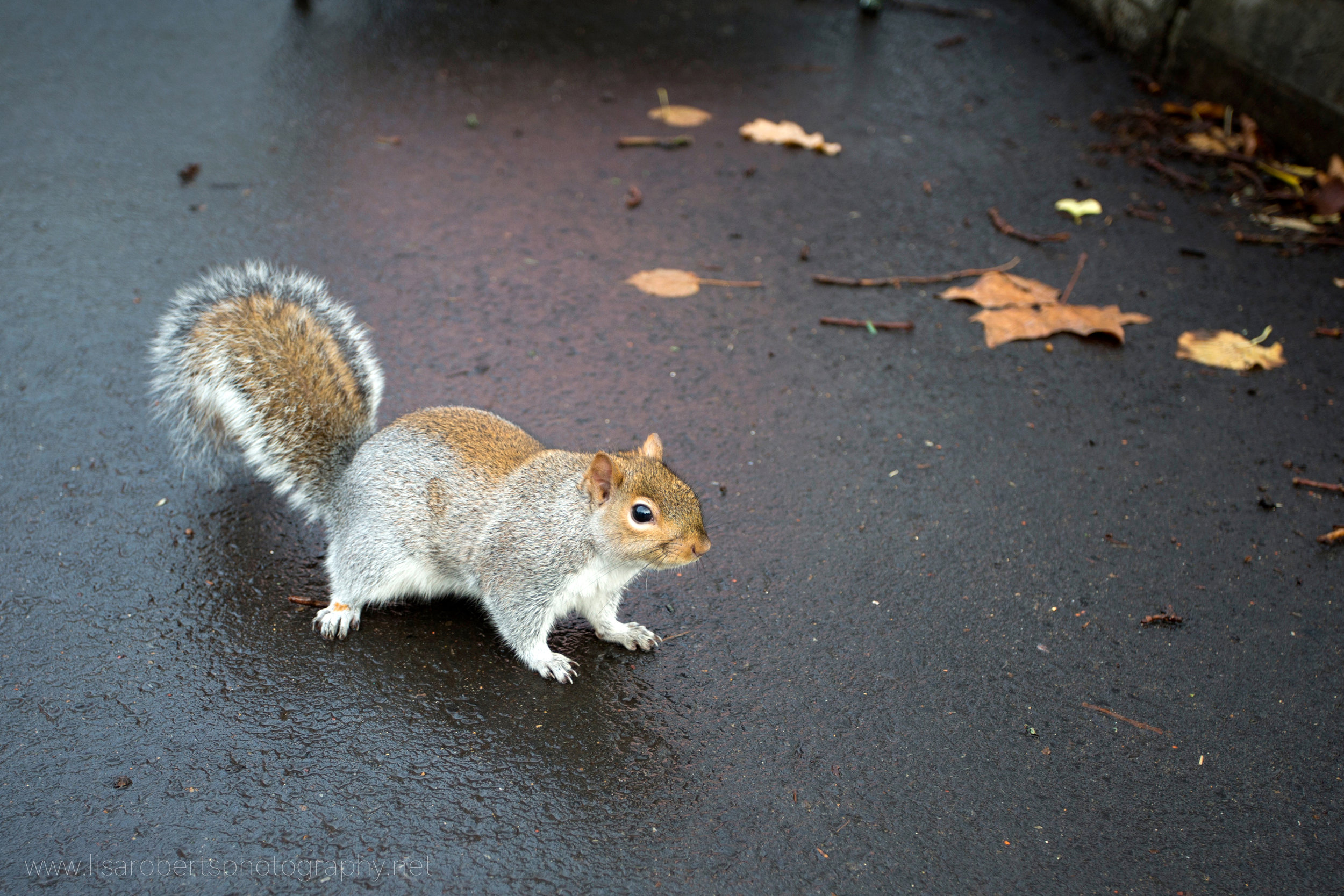  Squirrel on wet path 2 