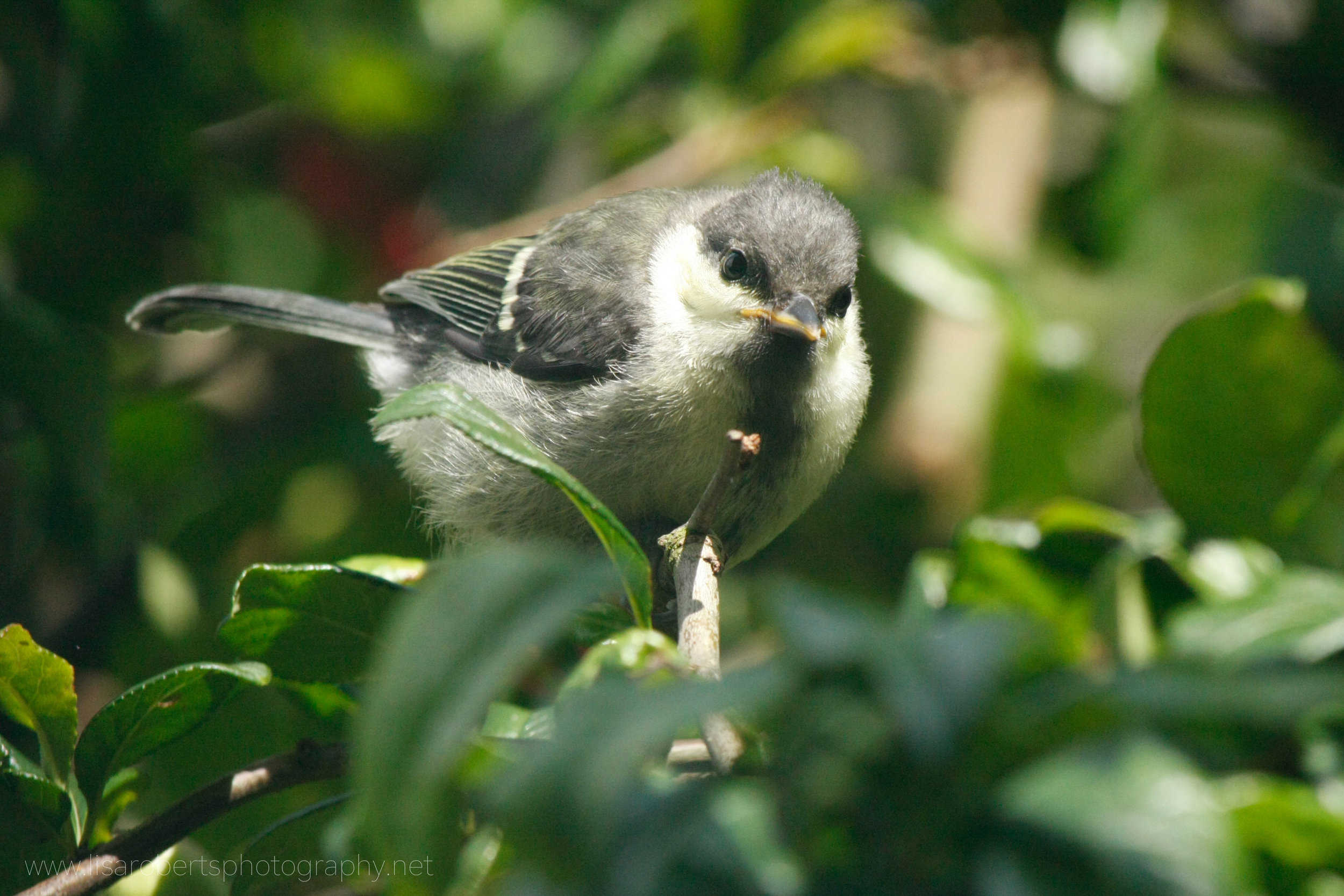  Baby Great Tit 