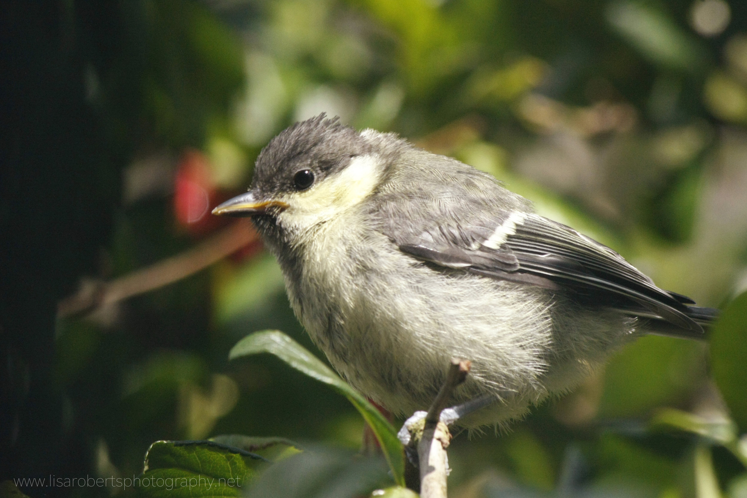  Baby Great Tit 