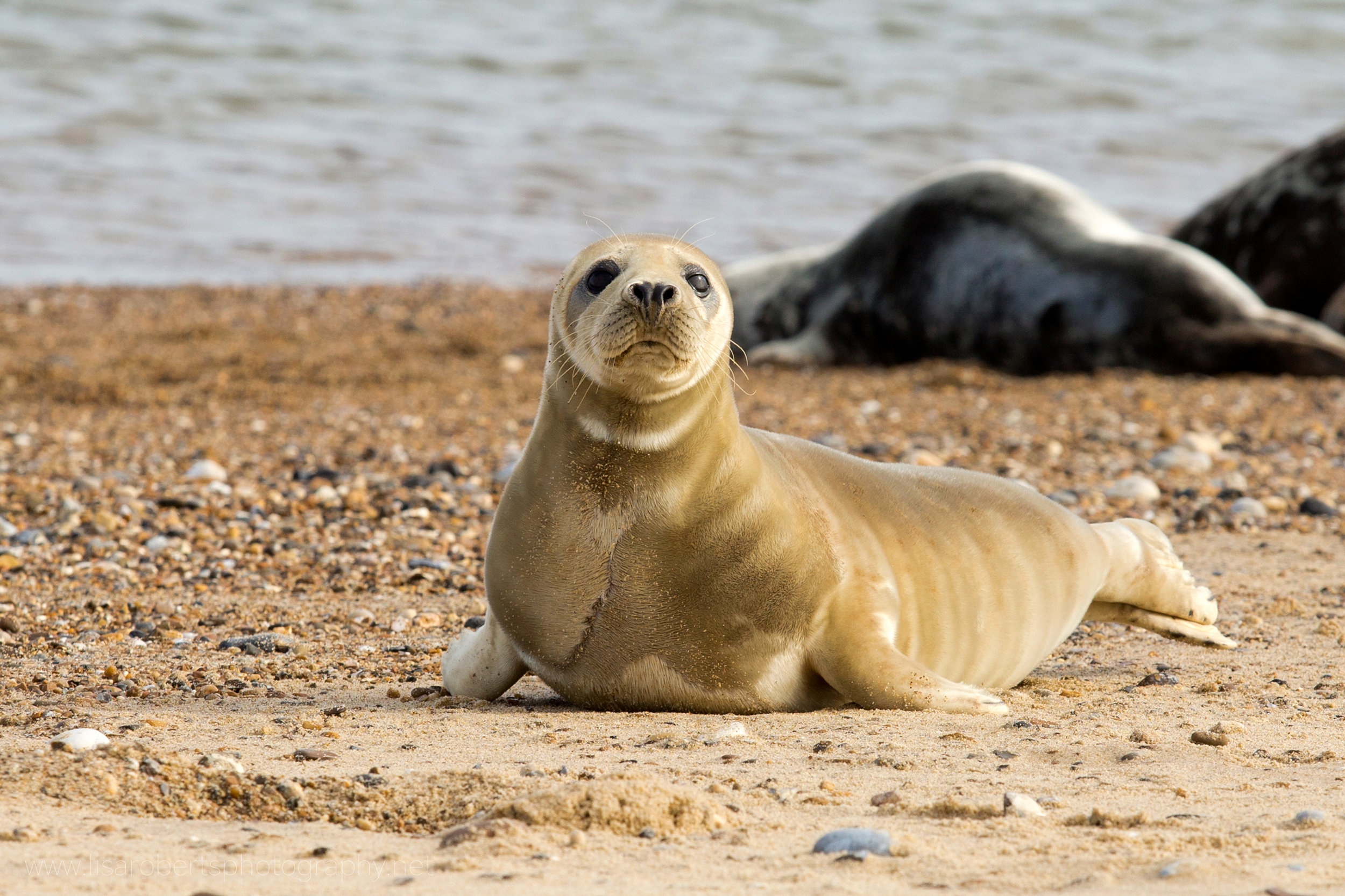  Young Grey Seal 