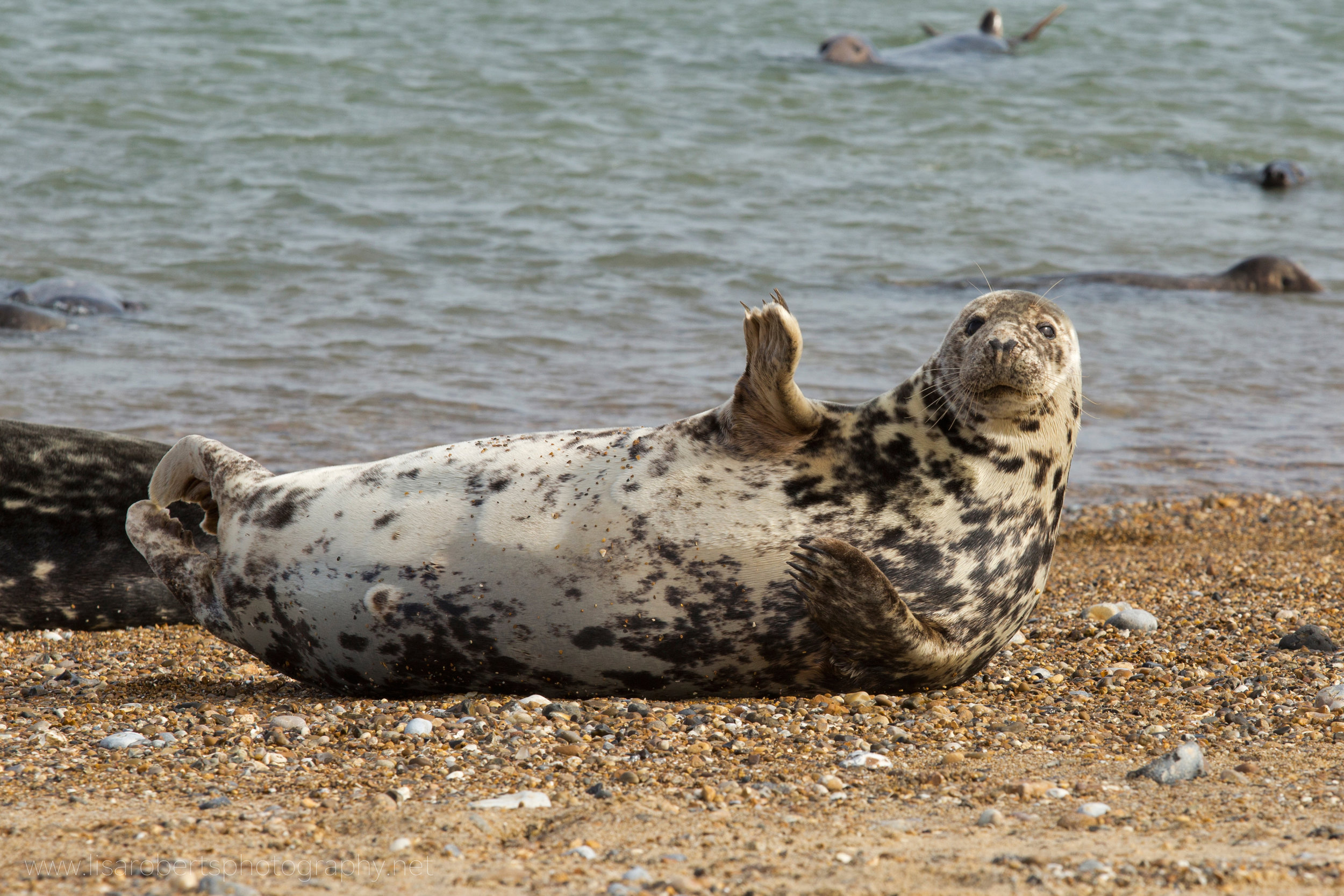  Grey Seal waving! 