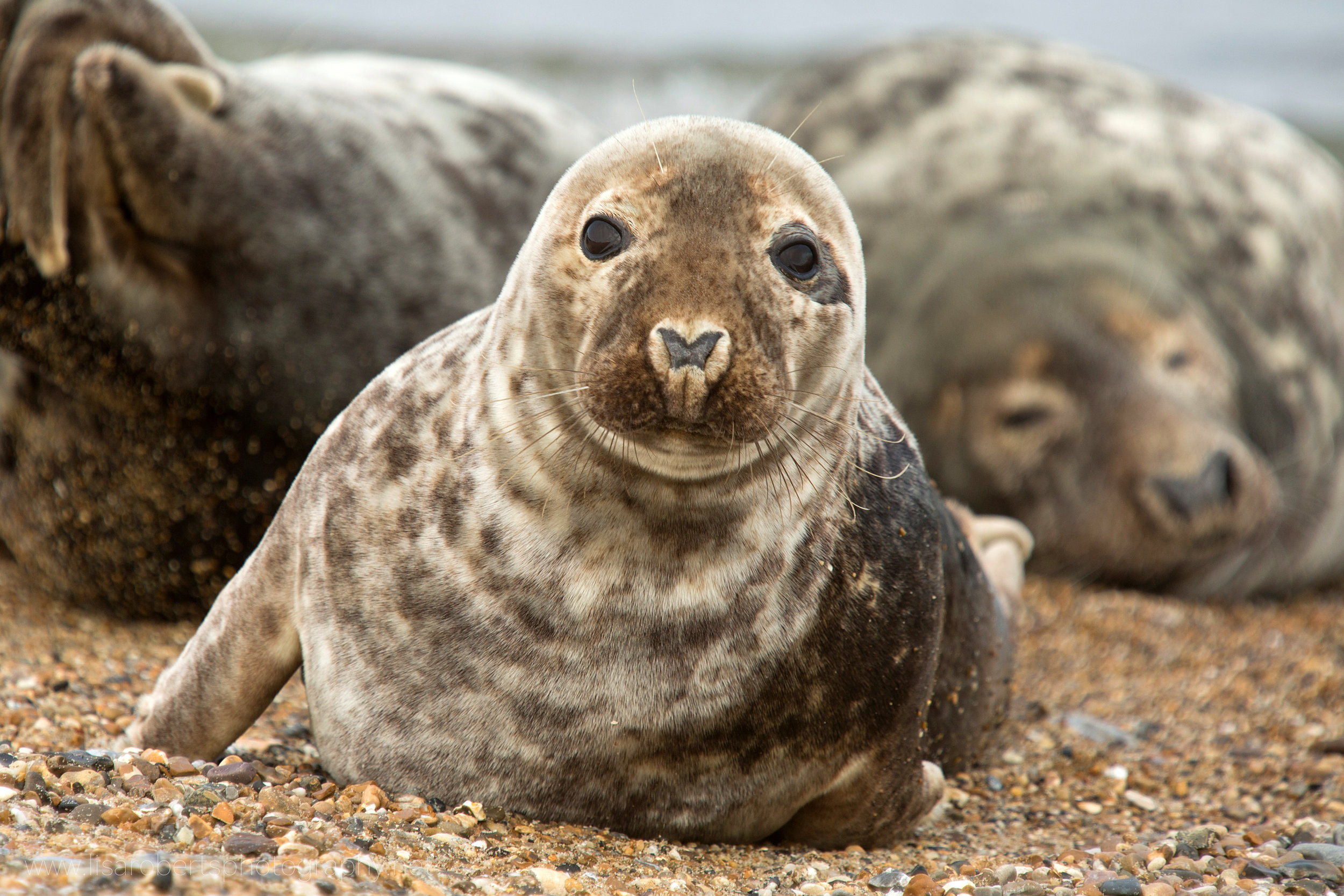  Grey Seal face on 