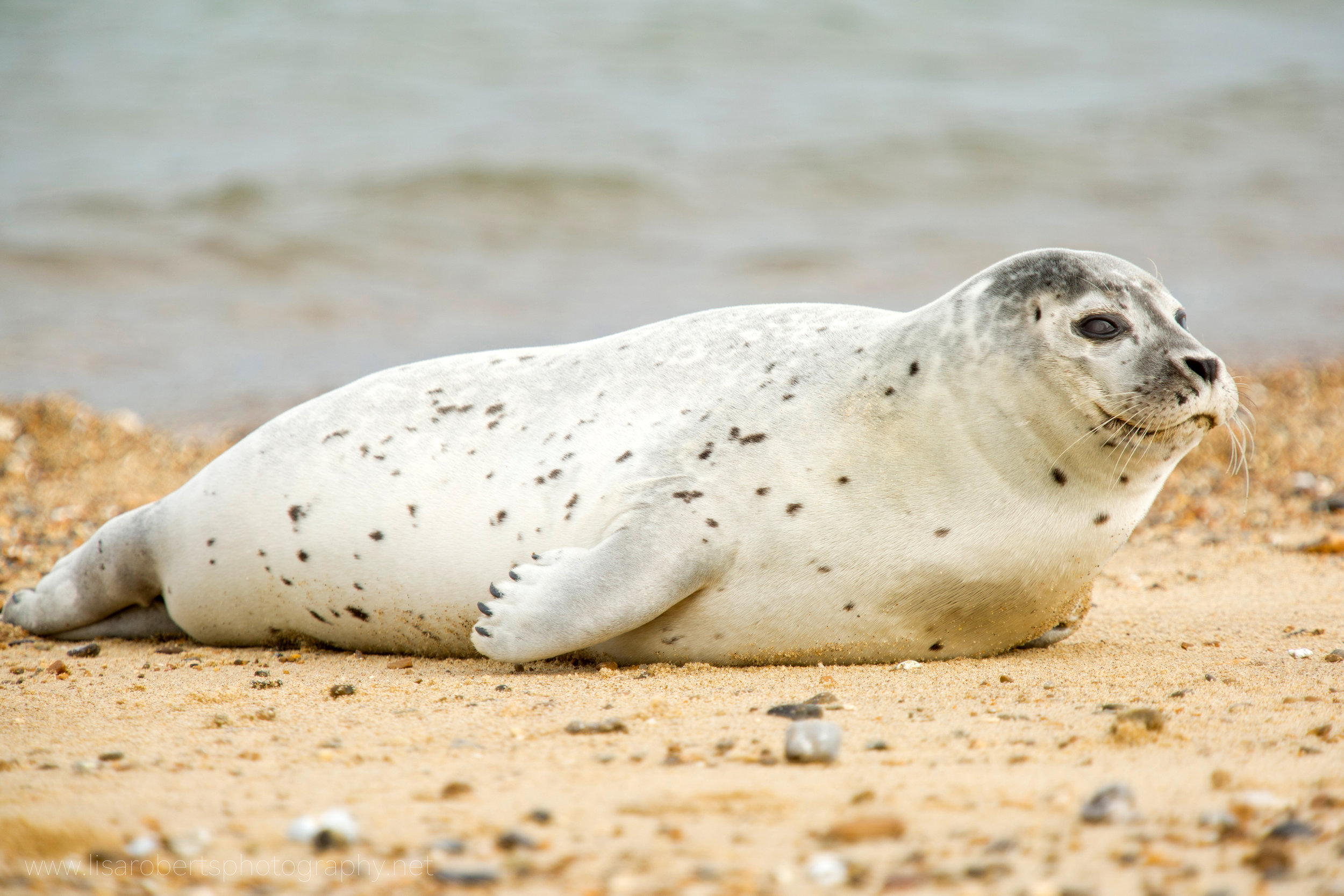  Grey Seal full profile 