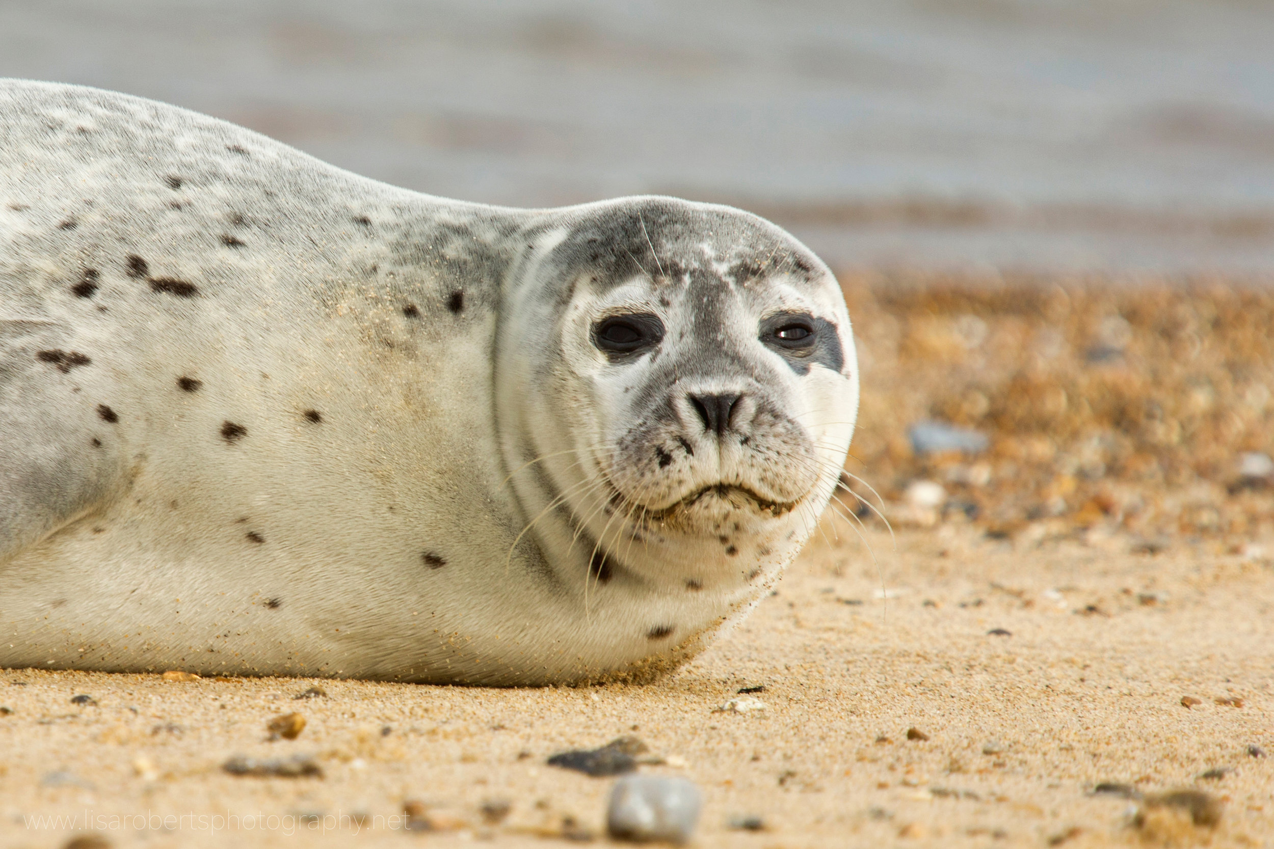  Grey Seal looking 