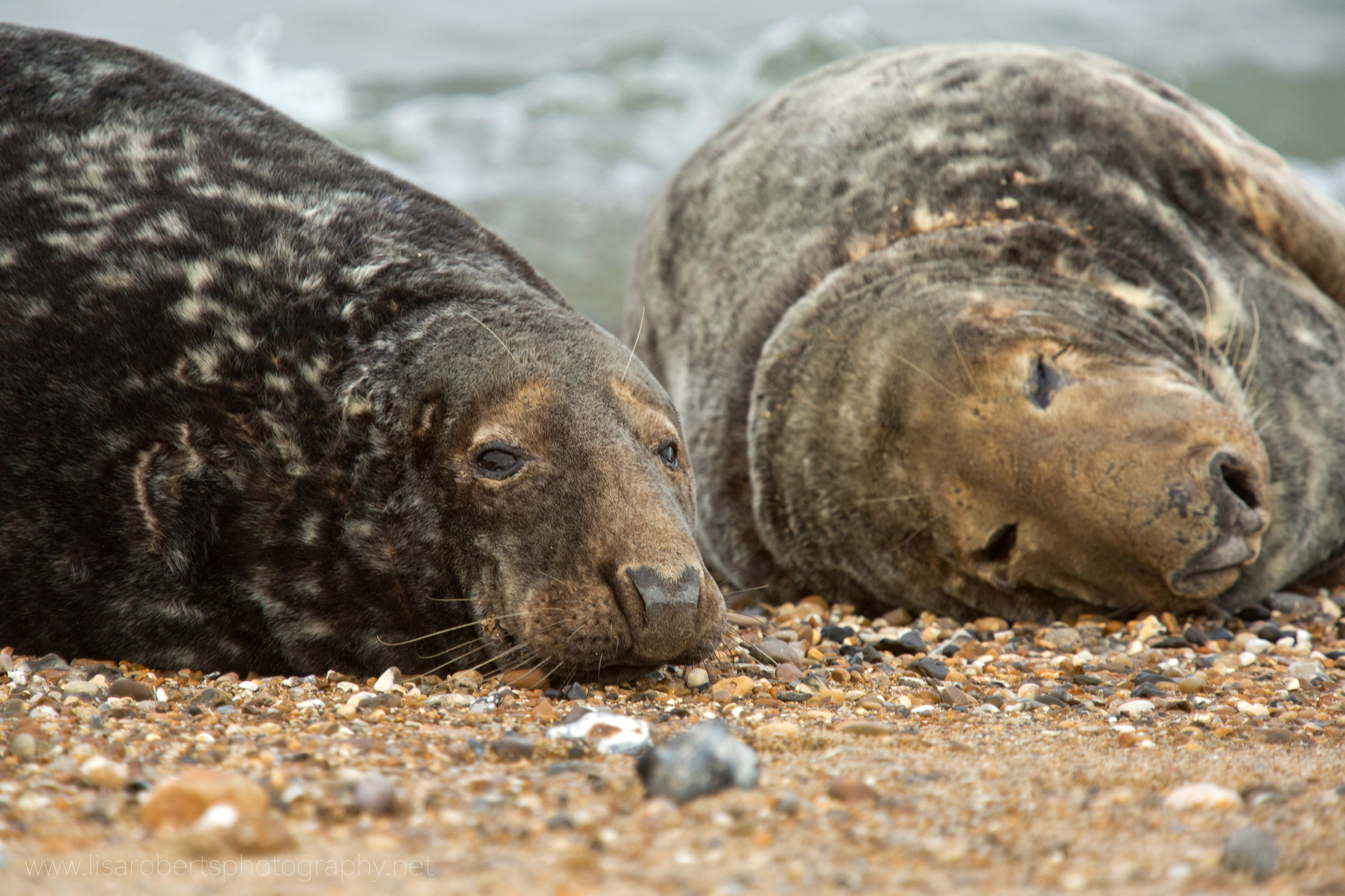  2 Grey Seals resting 