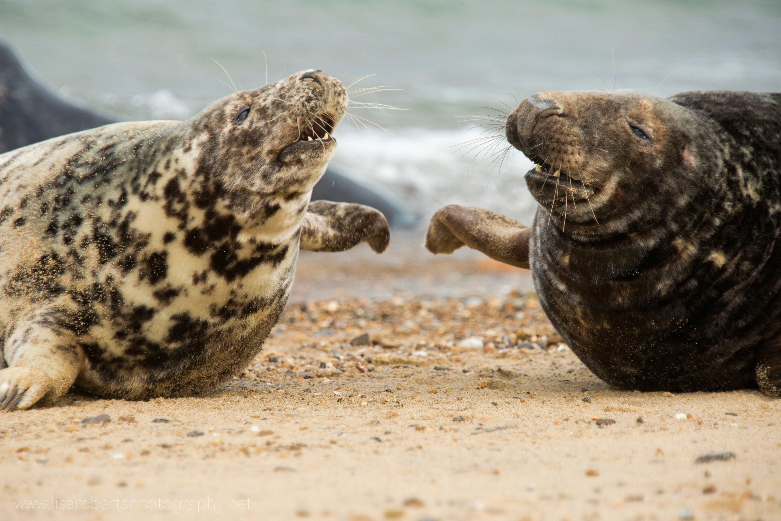  2 Grey Seals fighting 