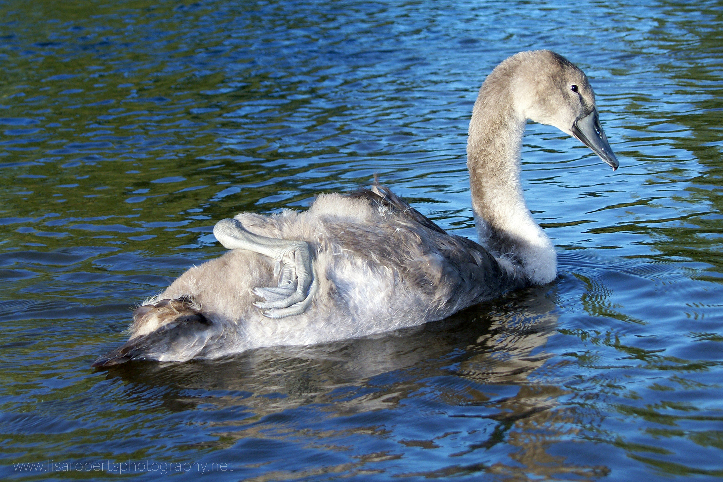  Adolescent Swan 