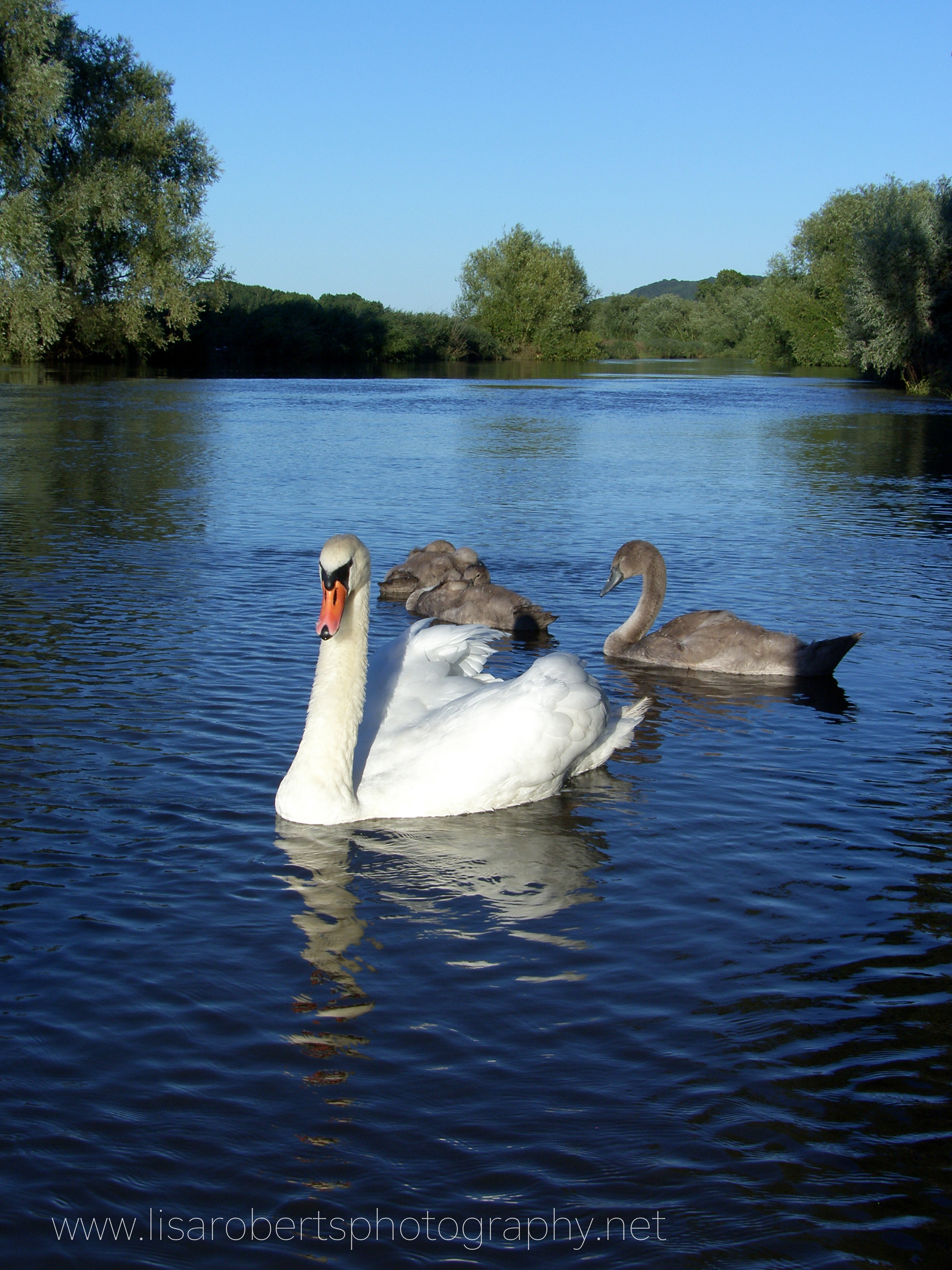  Swan with Cygnets 