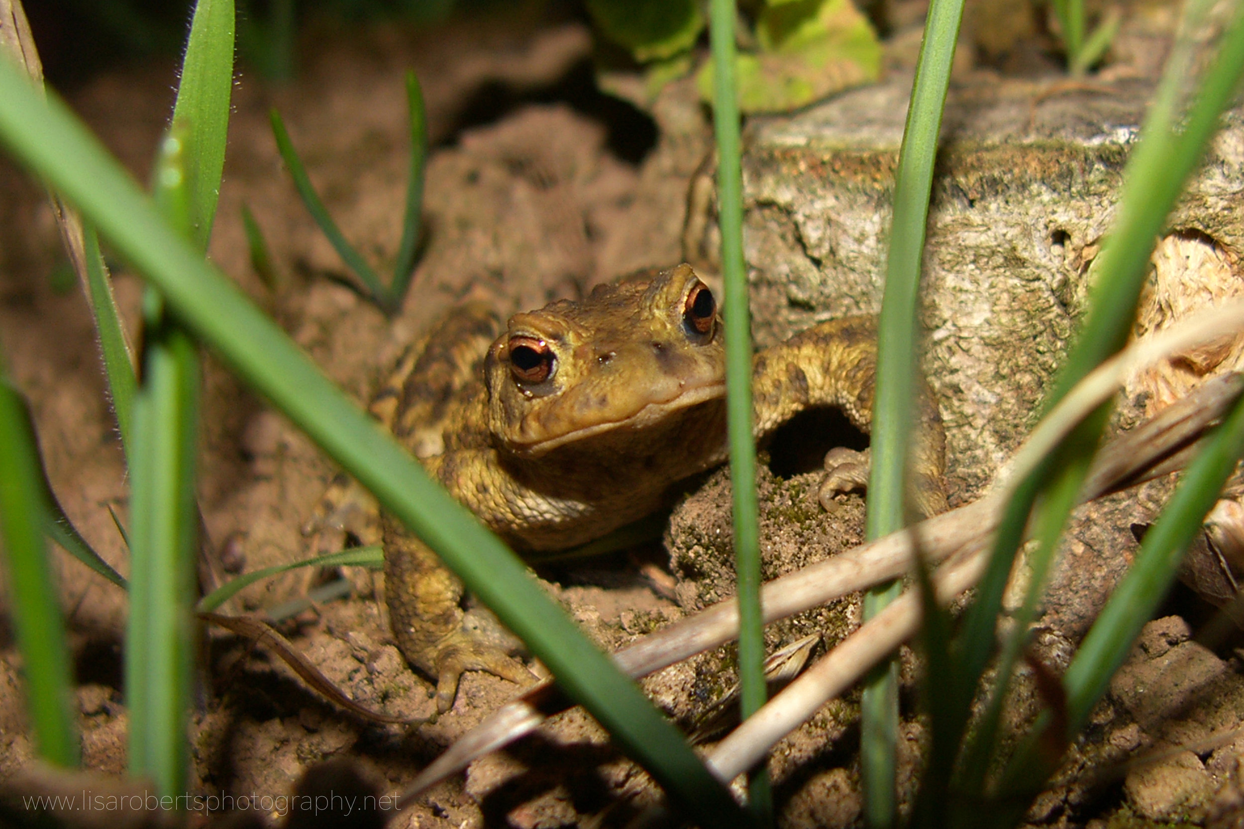  Common Toad face on 