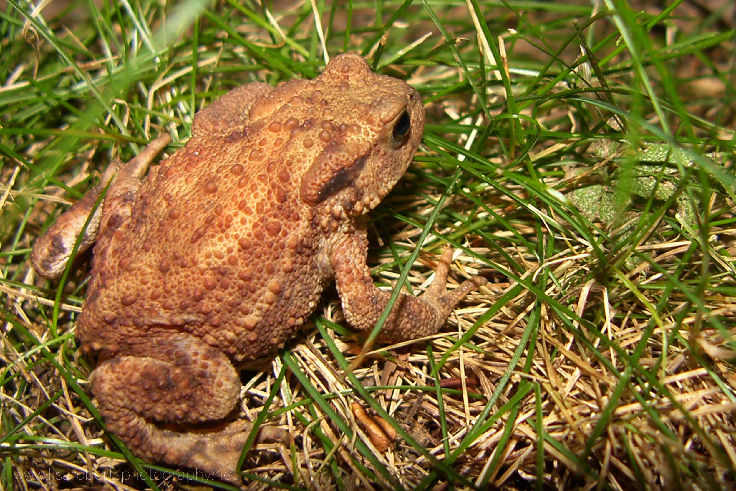  Common Toad profile 
