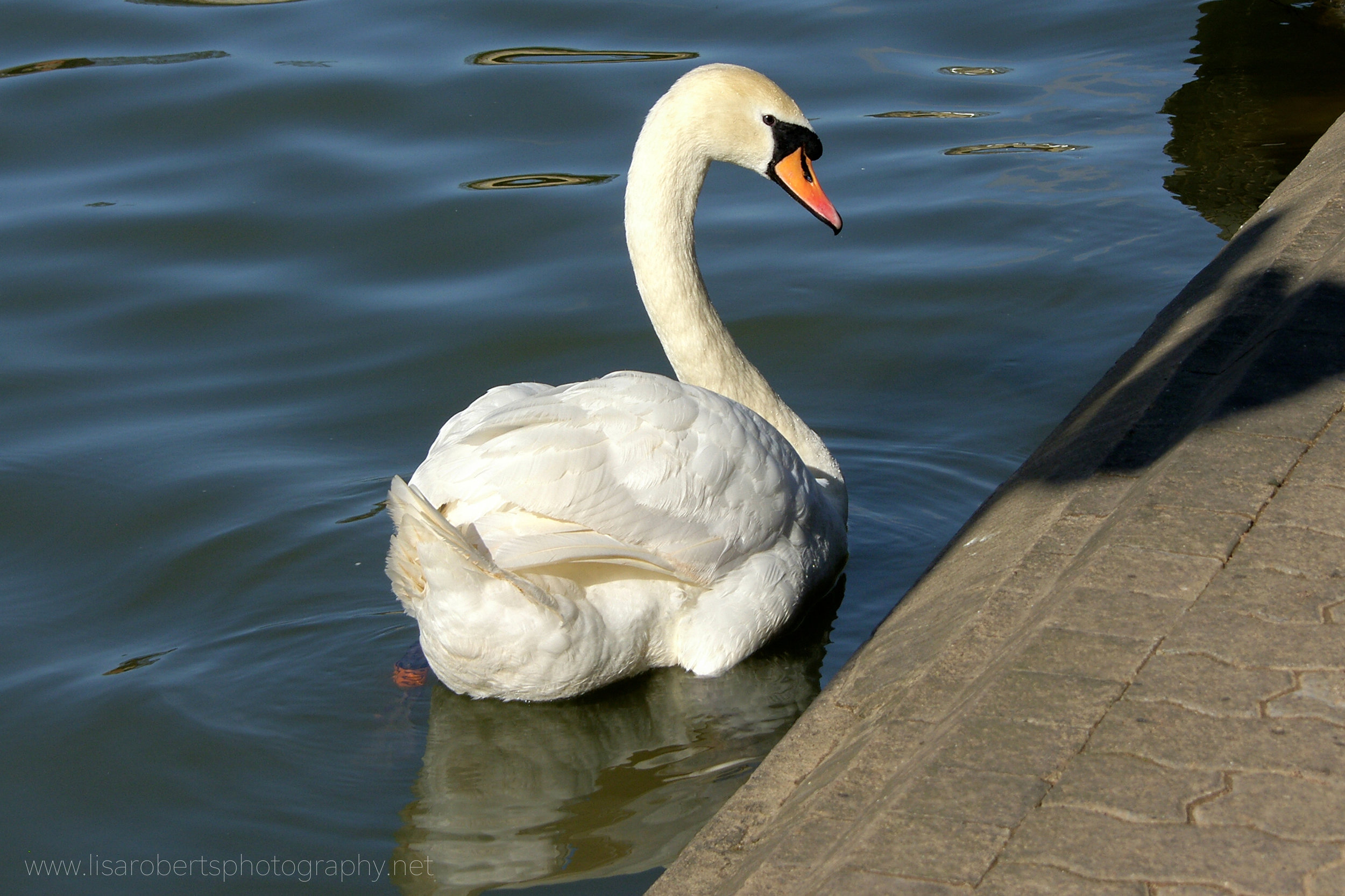  Swan on canal 