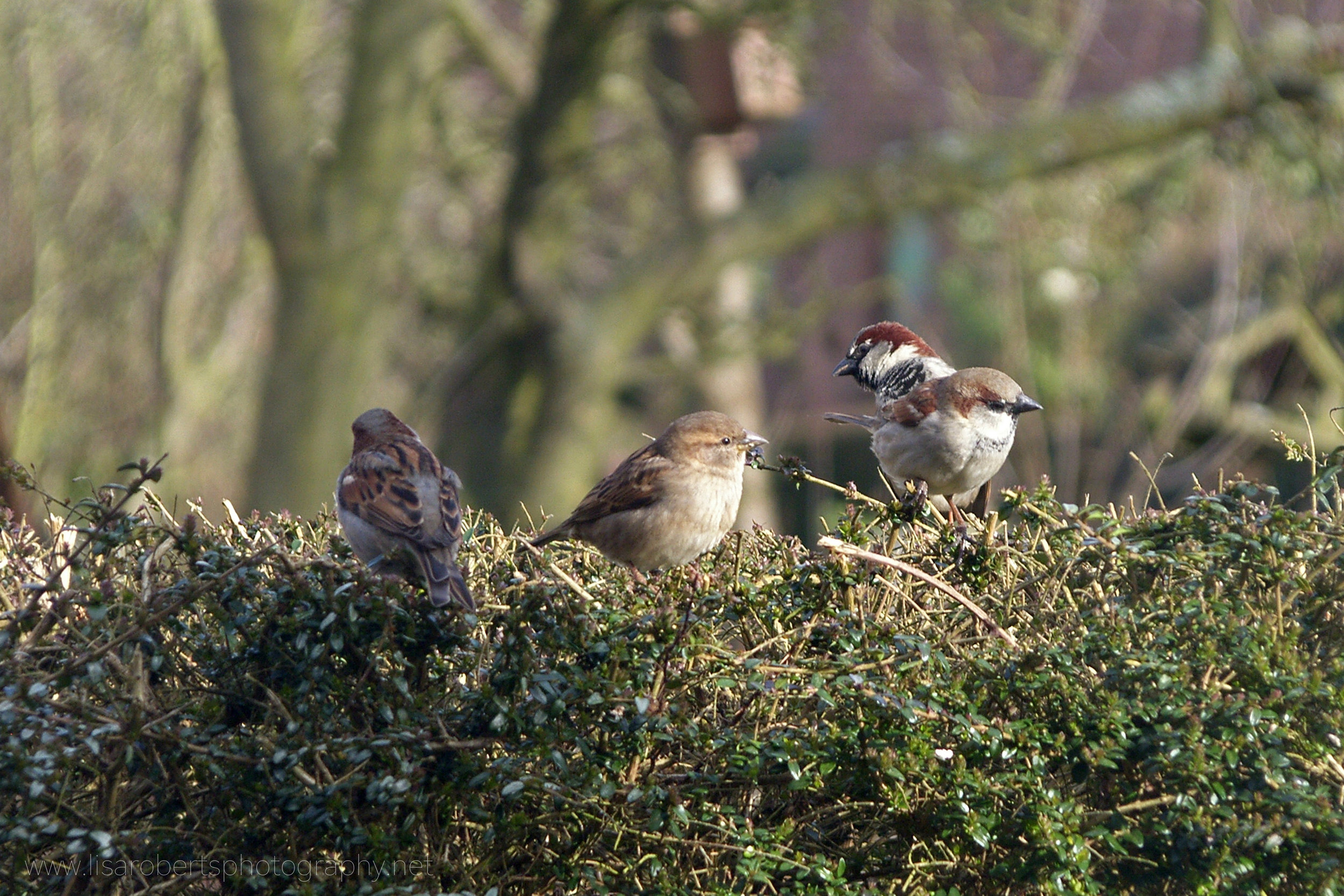  House Sparrows on hedge 
