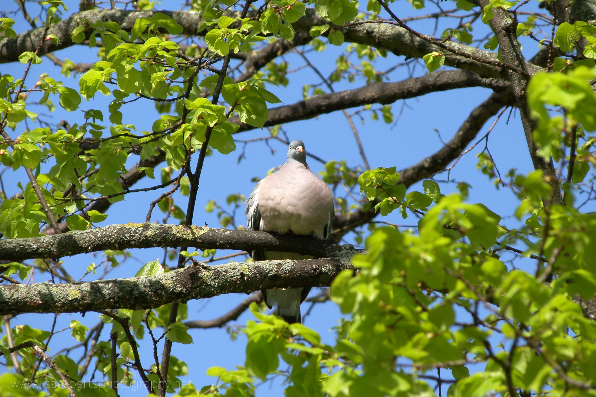  Wood Pigeon in tree 