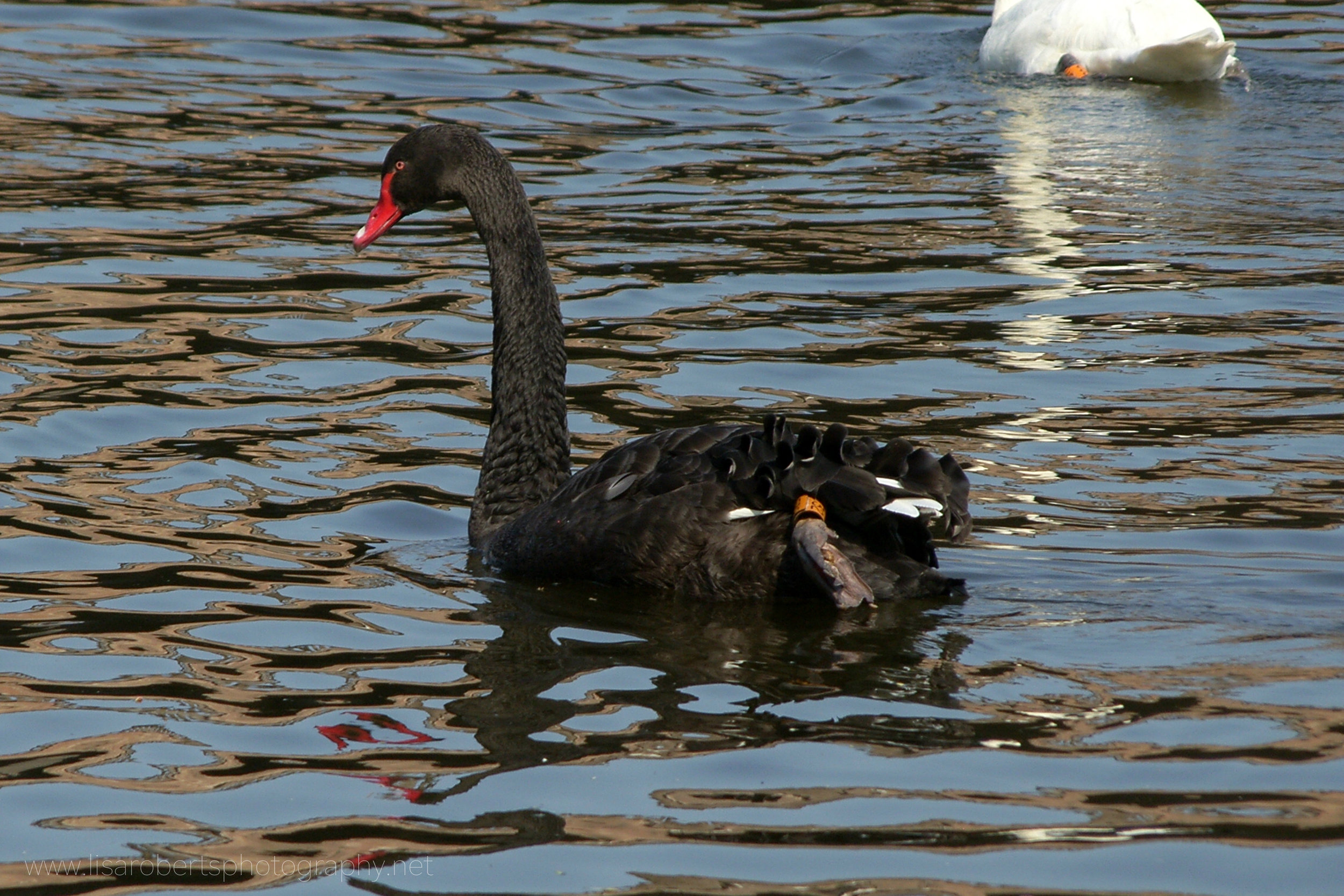  Black Swan on the River Severn 