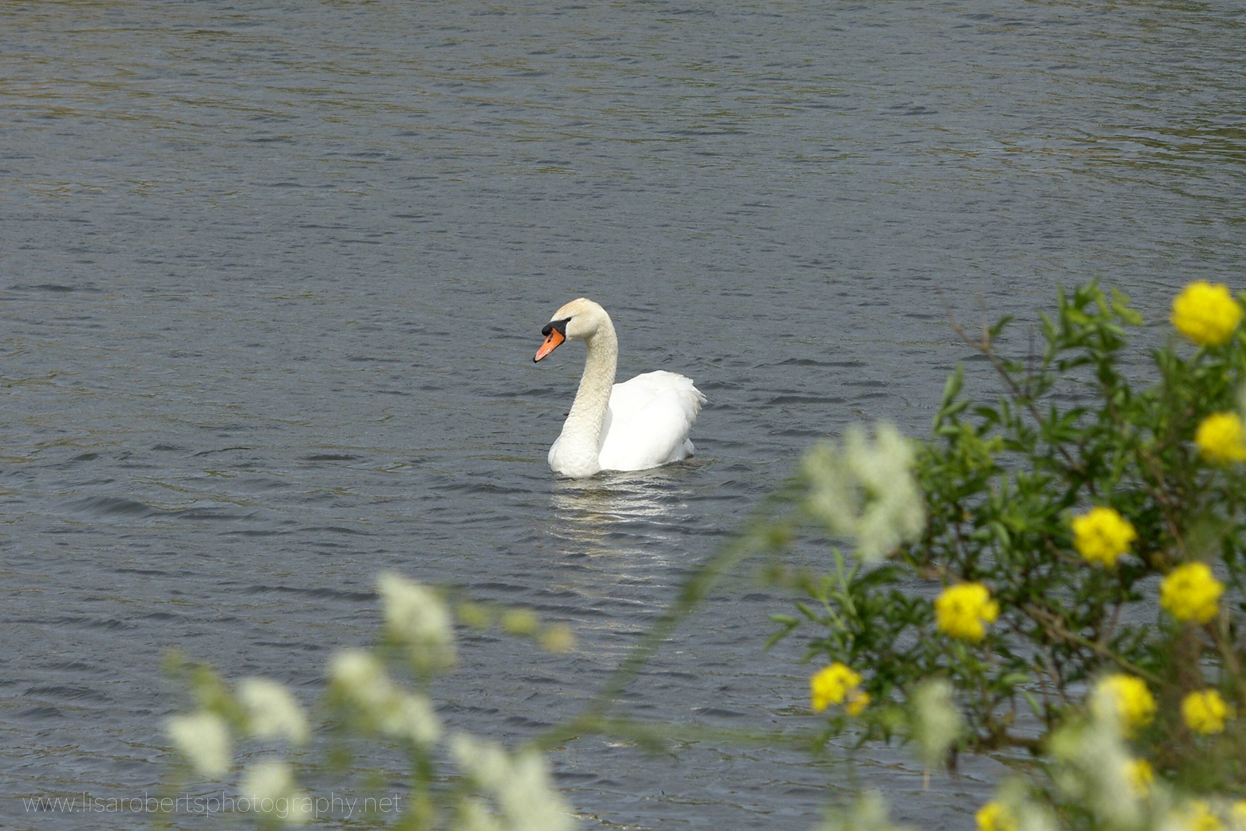  Swan on the River Severn 
