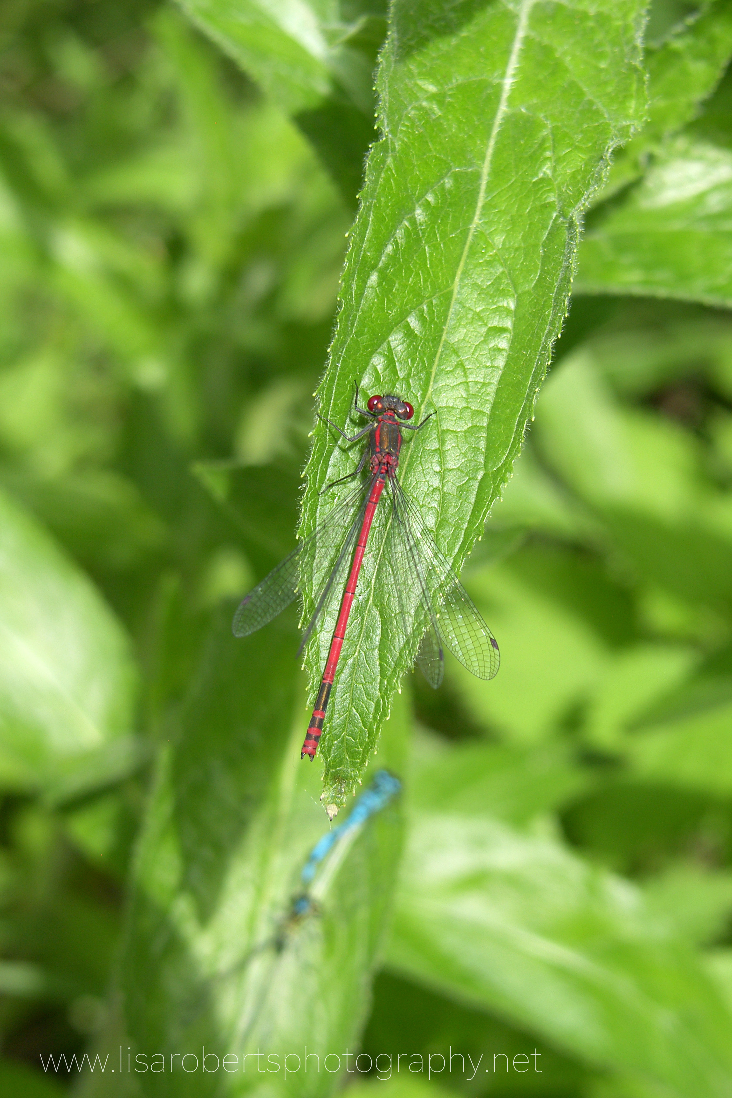  Large Red Damselfly, male 