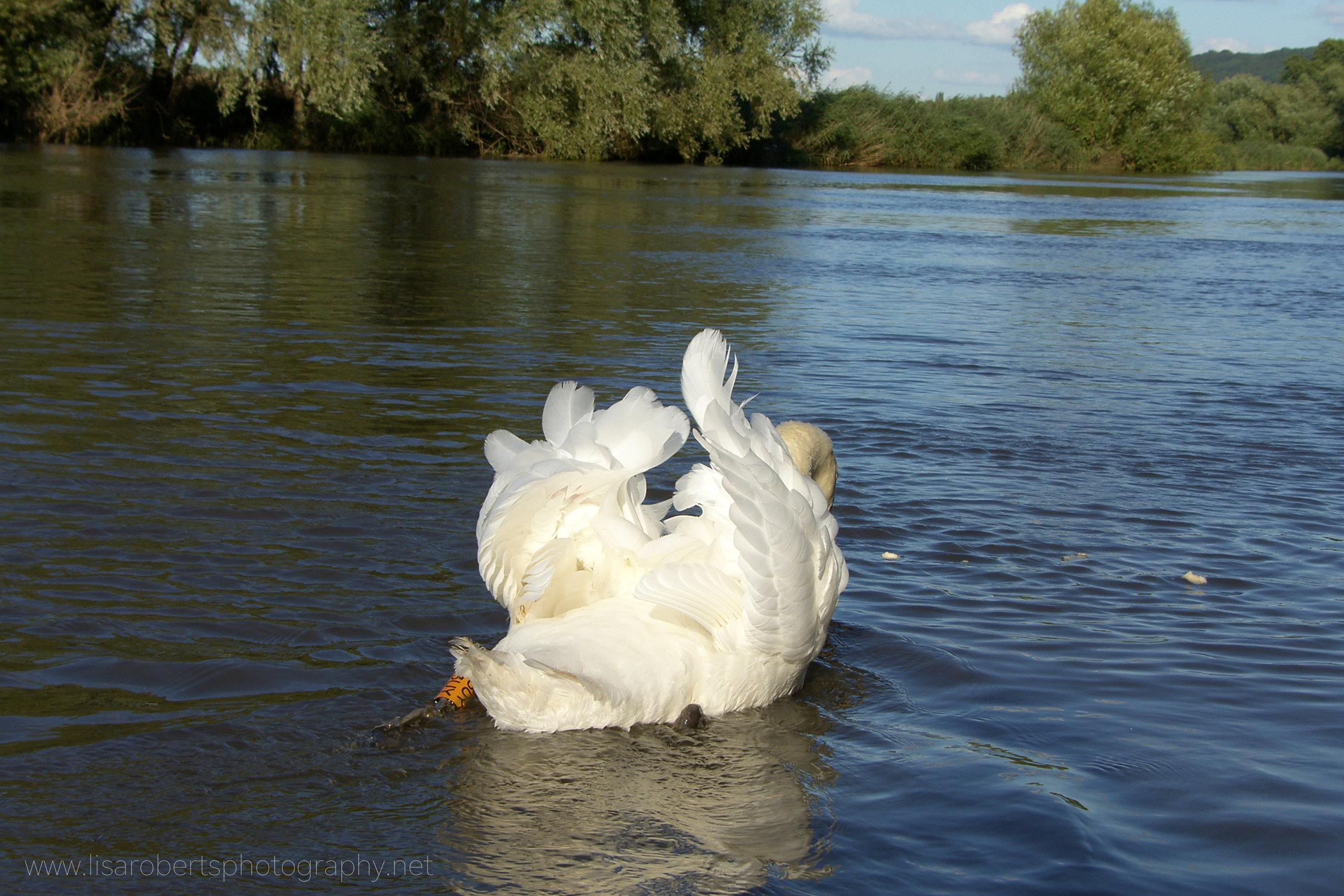  Swan swimming away 