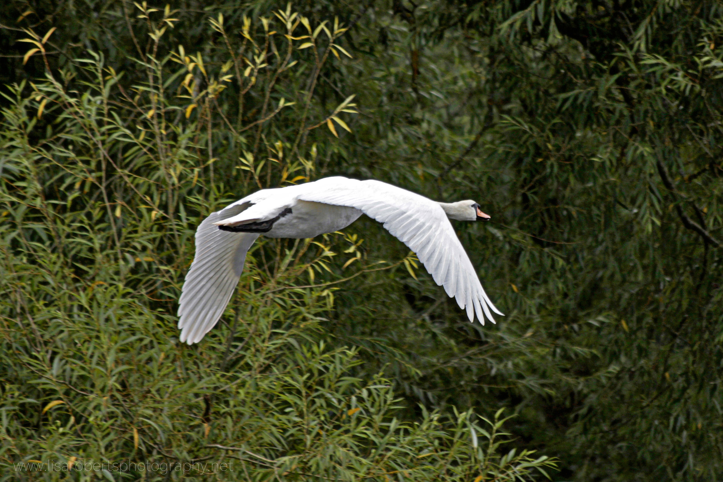 Swan in flight 