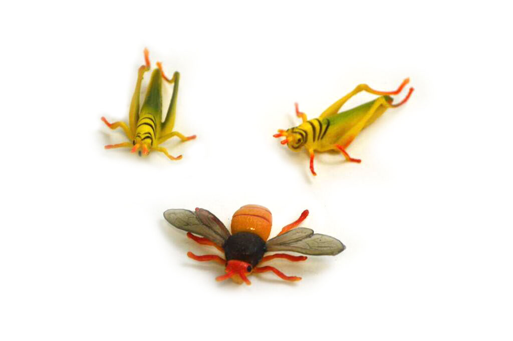 SMALLINSECTS.jpg
