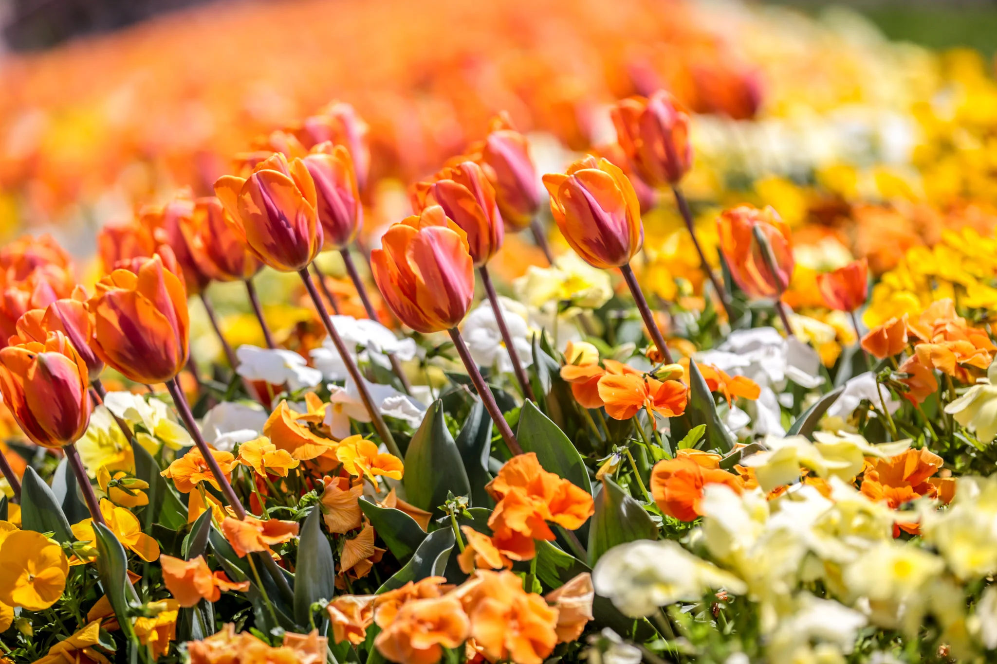 20140413-3V3C7846.jpg