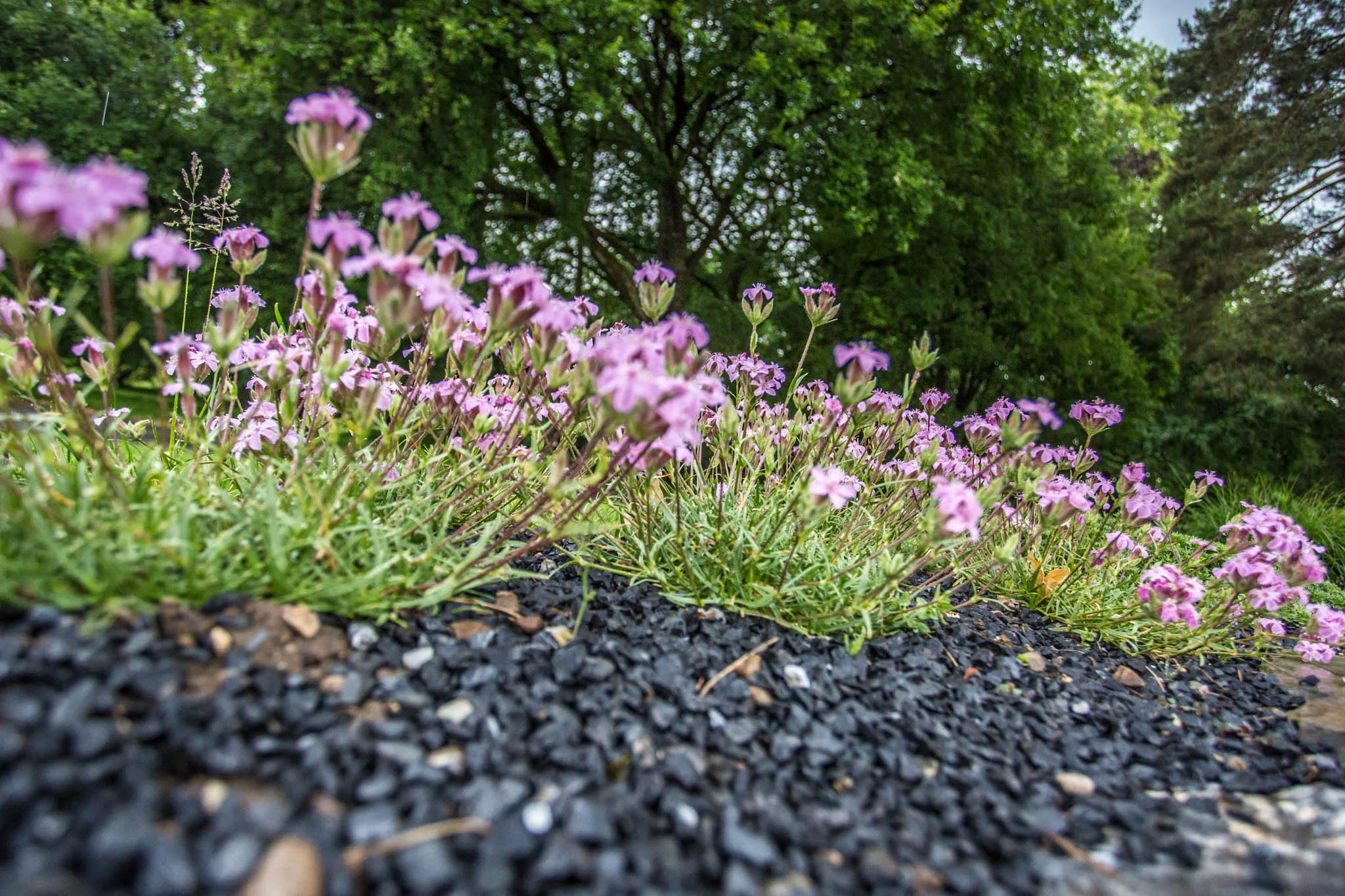 20150601-3V3C7352.jpg