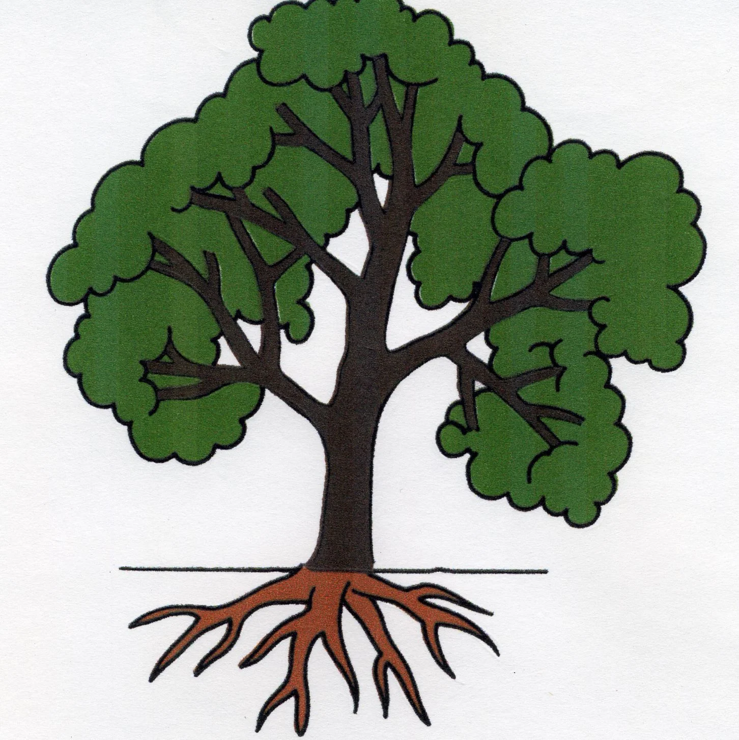 GRADE 2. - Parts of the Tree.jpg