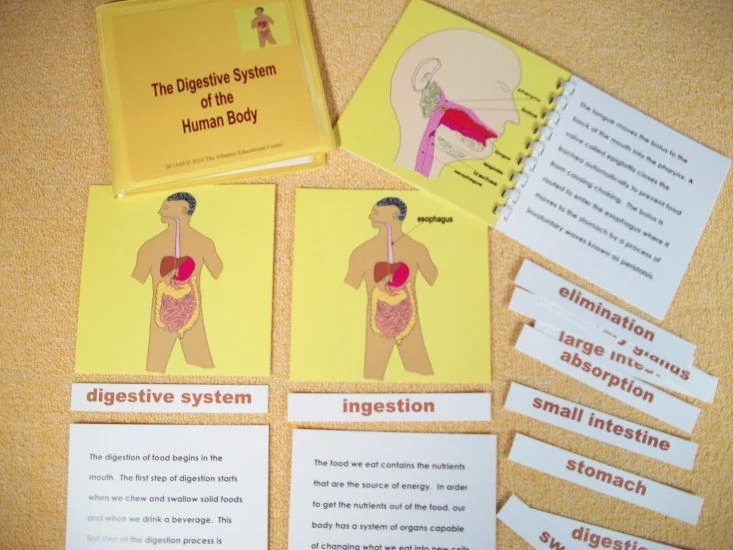 13 - SC-A44 - CME NOTES - Digestive System.jpg