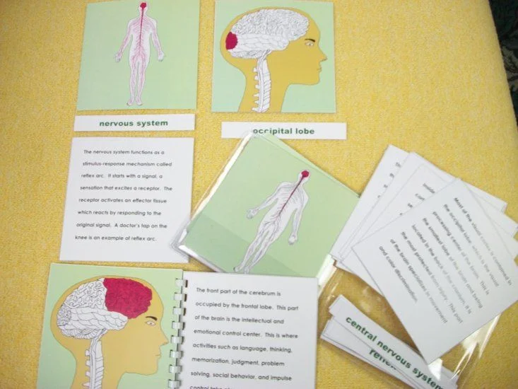 14 - SC-A46 - CME NOTES - Nervous System.jpg