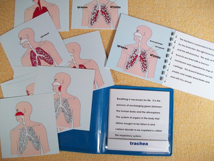 15 - SC-A48 - CME NOTES - Respiratory System.jpg
