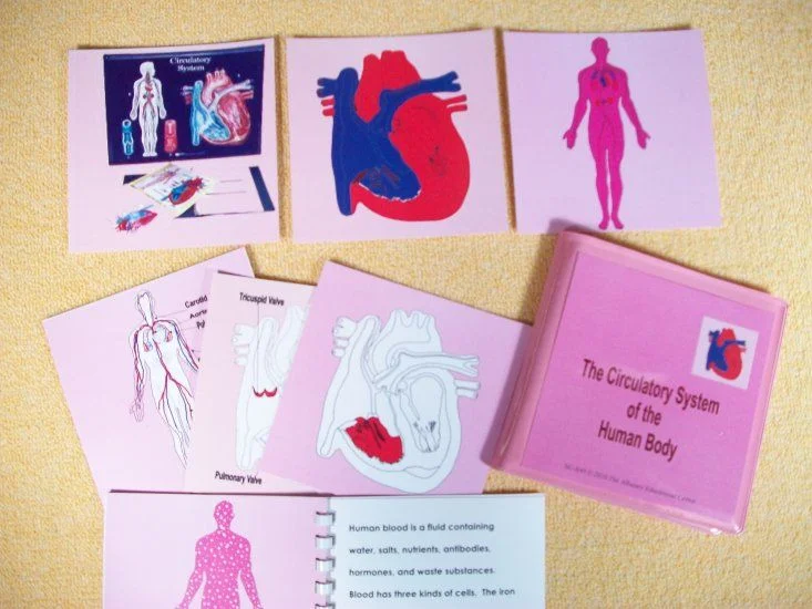 16 - SC-A49 - CME NOTES - Circulatory System.jpg