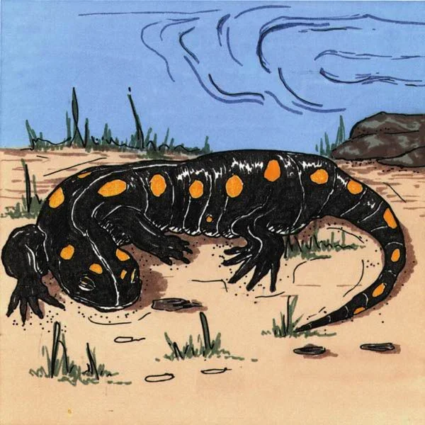 2 - Salamander for Self-Test.jpg