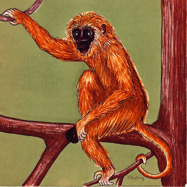 5 - Monkey for Self-Test.jpg