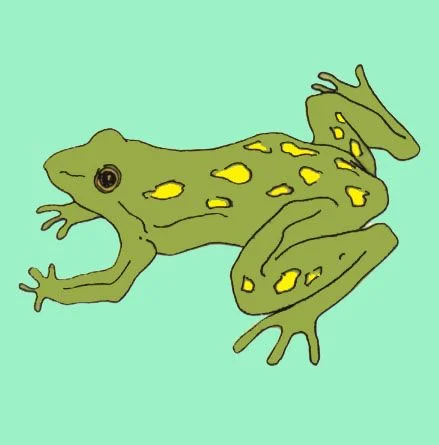 2 - Frog for Control.jpg