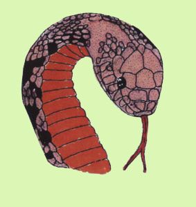 3 - Snake for Control.jpg