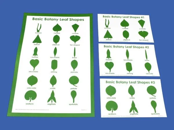 Shapes of Leaves.jpg
