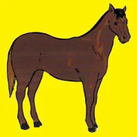 Parts of a Horse.jpg