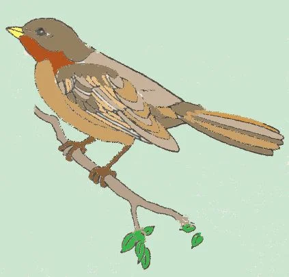 Parts of a Bird.jpg