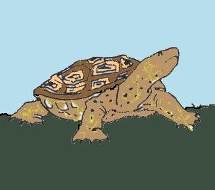 Parts of a Turtle.jpg