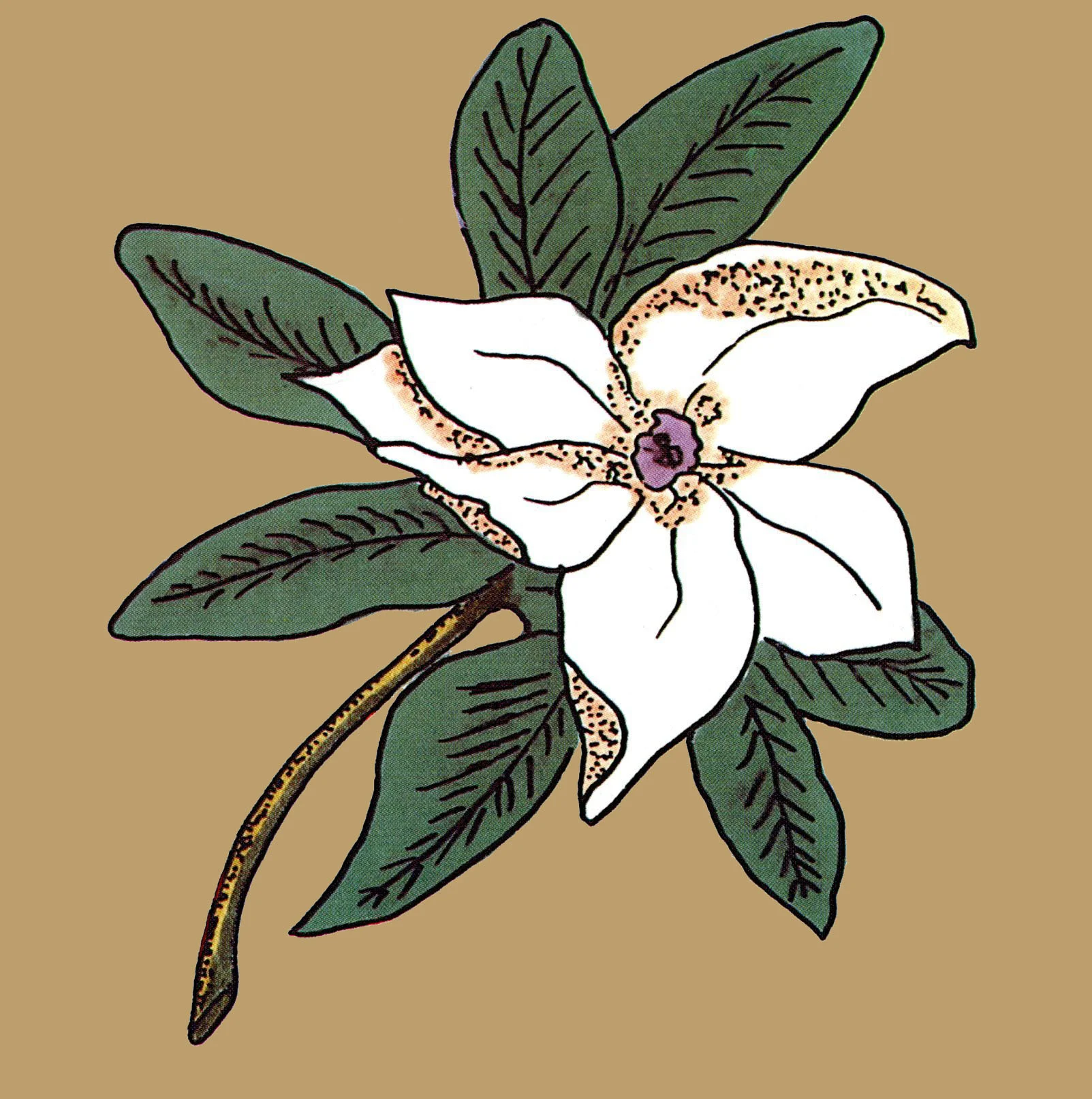 Kingdom Plantae.jpg