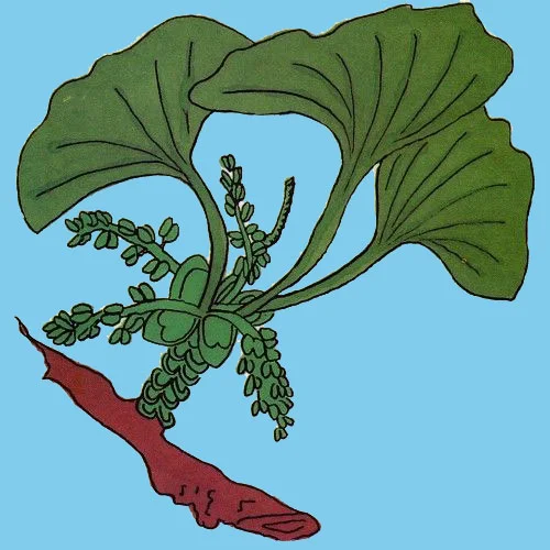 Kingdom Plantae 1.jpg