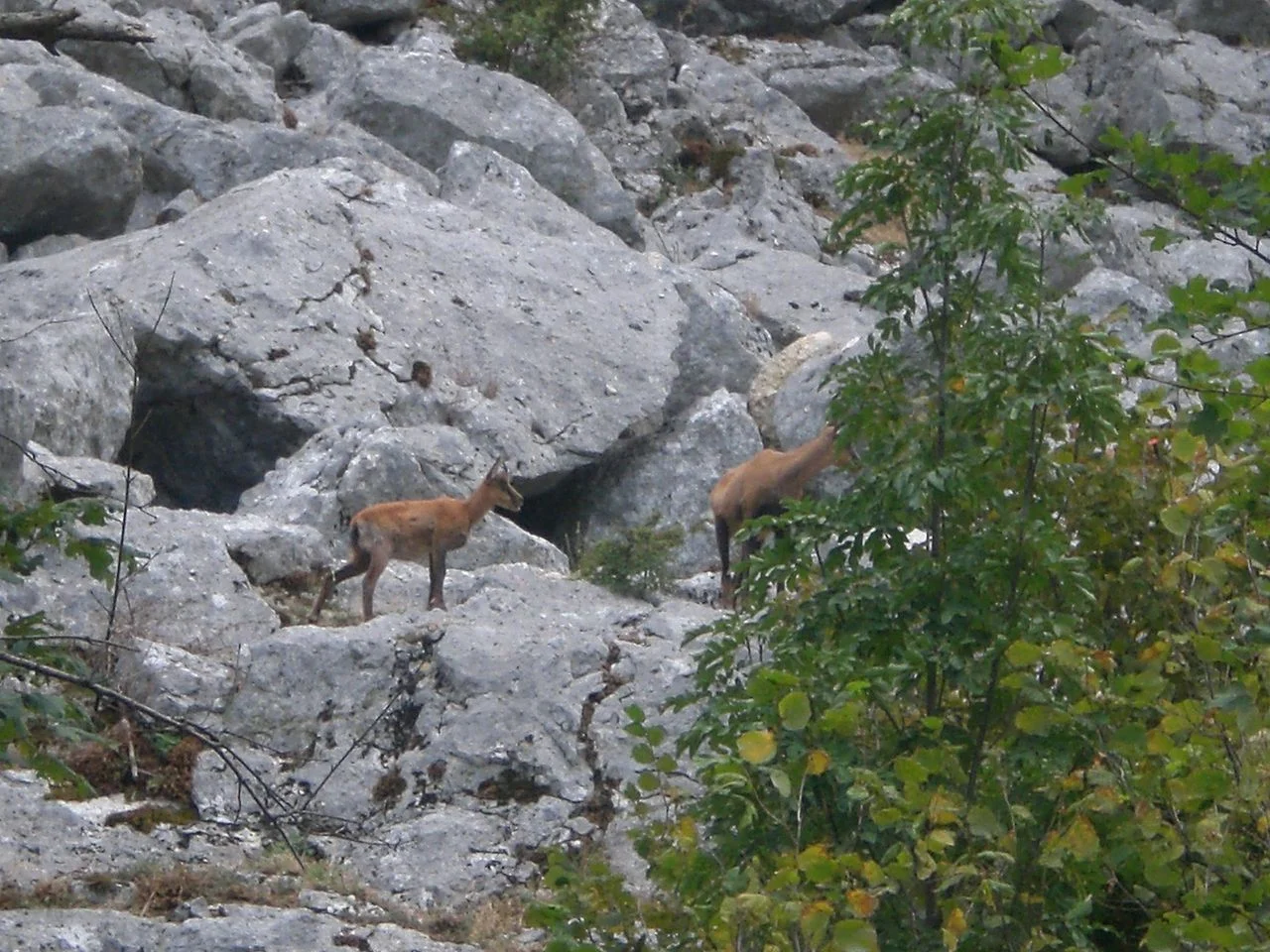 Camosci nel Parco Nazionale.jpg