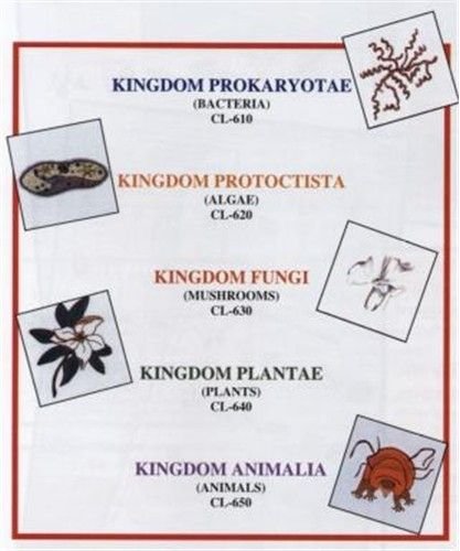 Five Kingdom Classification.jpg
