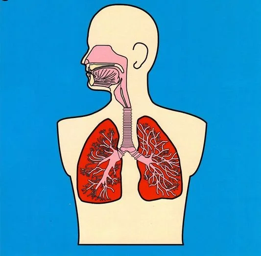 picture for SC-A48 Respiratory System.jpg