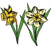 daffodil.jpg