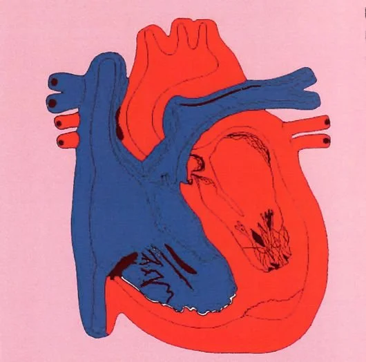 picture for Circulatory System SC-A49.jpg