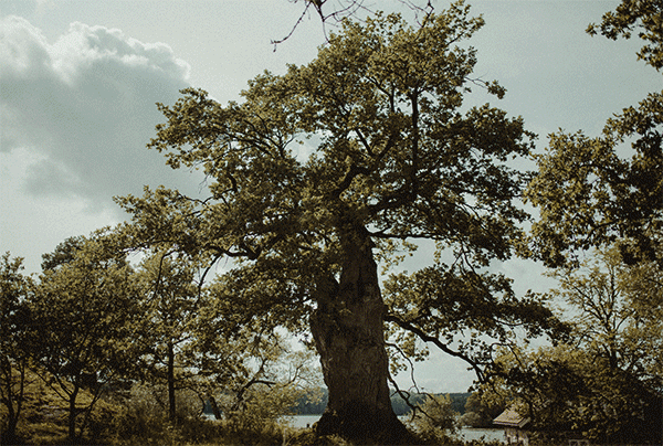 _DSC2531.gif