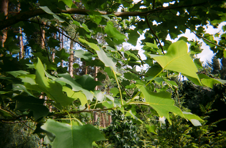 Untitled-28.gif