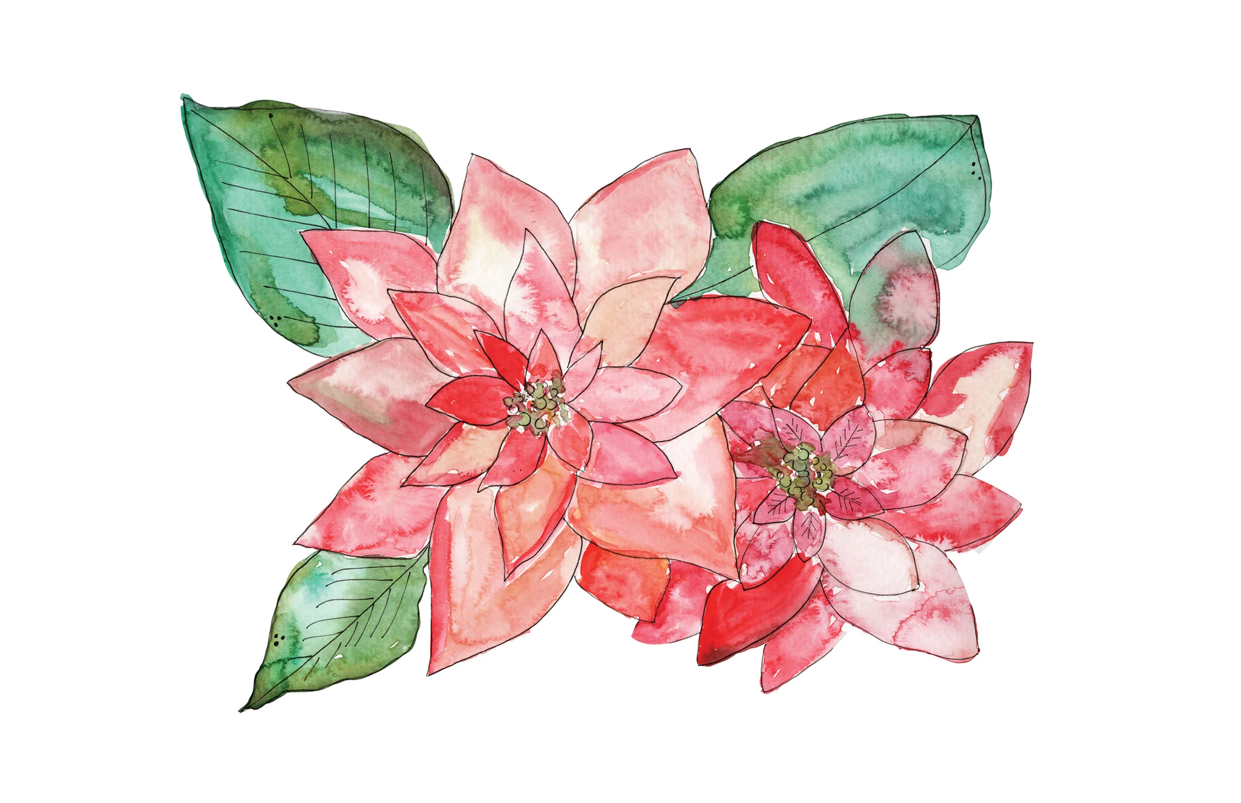 Pointsettia sq.jpg