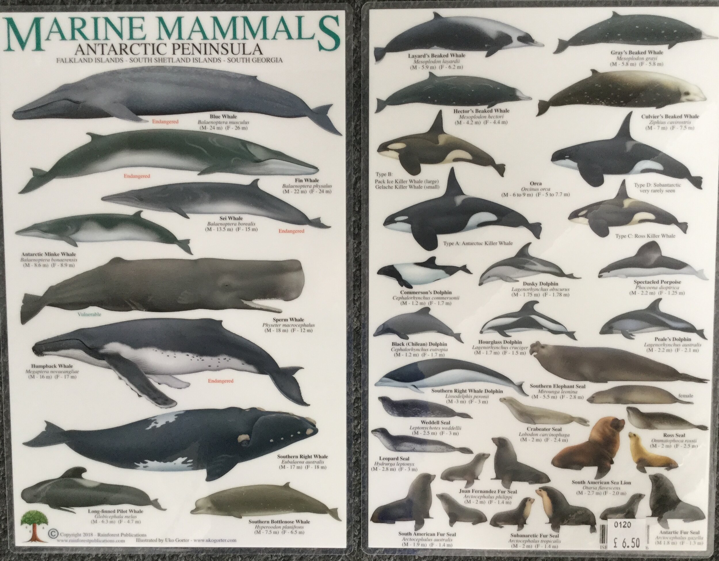 Marine Mammal Identification Chart laminated —